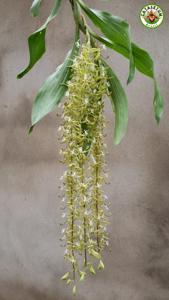 Cycnoches peruvianum