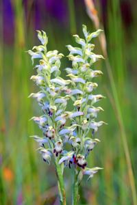 Anacamptis coriophora