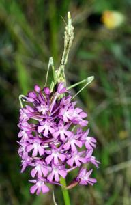 Anacamptis pyramidalis