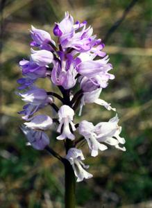 Orchis militaris