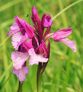 Anacamptis papilionacea