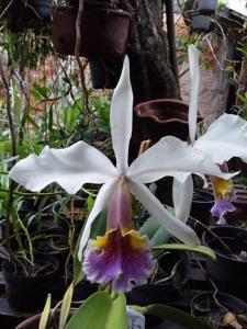 Cattleya rex