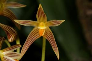 Bulbophyllum affine