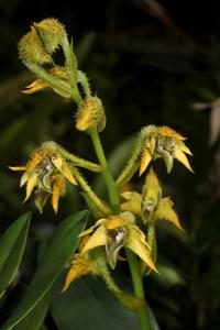 Dendrobium finisterrae