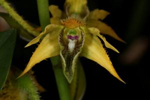 Dendrobium finisterrae