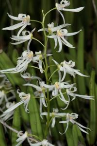 Dendrobium wassellii