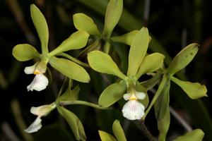 Encyclia diurna