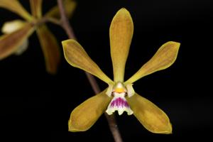 Encyclia tampensis