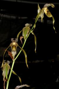 Paphiopedilum kolopakingii