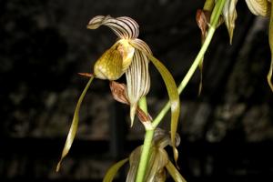 Paphiopedilum kolopakingii