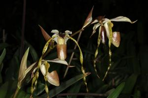 Paphiopedilum stonei