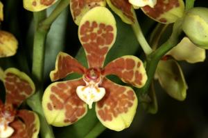 Trichoglottis ionosma