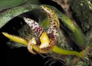 Bulbophyllum baileyi