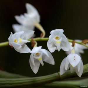 Coelogyne chen-tsii