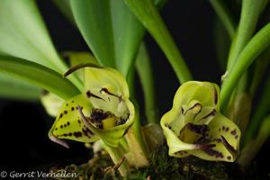 Masdevallia lappifera