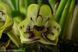 Masdevallia lappifera