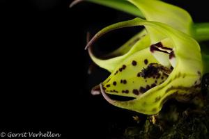 Masdevallia lappifera