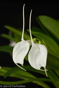 Masdevallia tovarensis