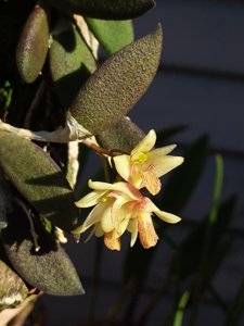 Dendrobium rigidum