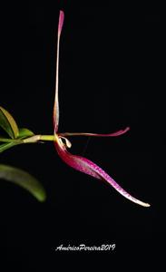 Restrepia seketii