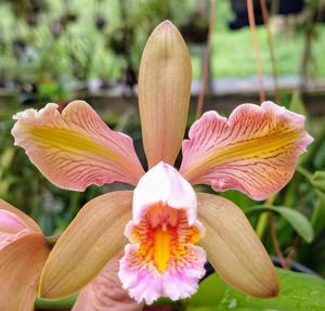 Cattleya forbesii