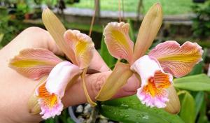 Cattleya forbesii