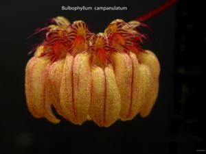 Bulbophyllum auratum