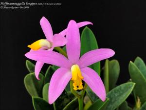 Cattleya longipes