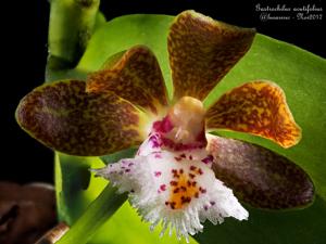 Gastrochilus acutifolius