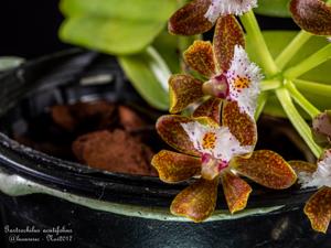 Gastrochilus acutifolius