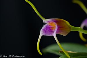 Masdevallia paivaeana