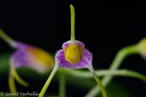 Masdevallia paivaeana