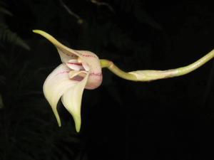 Masdevallia coriacea