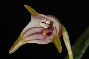 Masdevallia striatella