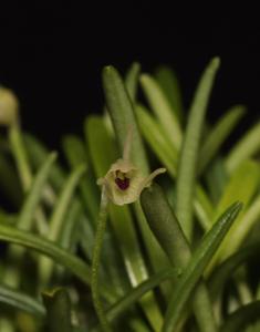 Diodonopsis pygmaea