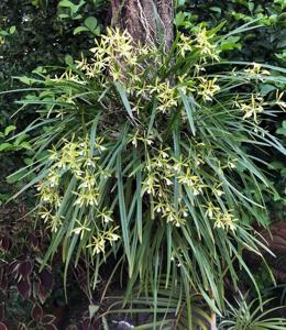 Encyclia linearifolioides
