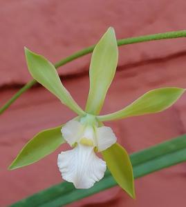 Encyclia argentinensis