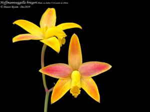 Cattleya briegeri