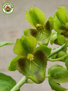 Catasetum socco