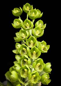 Catasetum socco