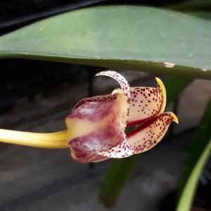 Bulbophyllum gerlandianum