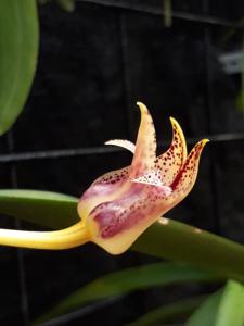 Bulbophyllum gerlandianum