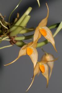 Bulbophyllum ankylochele