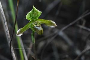 Paphiopedilum javanicum