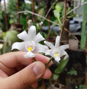 Dendrobium crumenatum