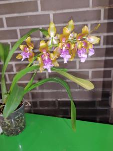 Oncidium wyattianum