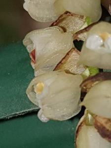 Coelogyne pallida