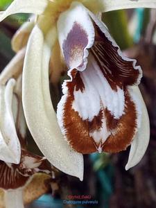 Coelogyne pulverula