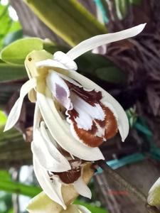 Coelogyne pulverula