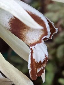 Coelogyne pulverula